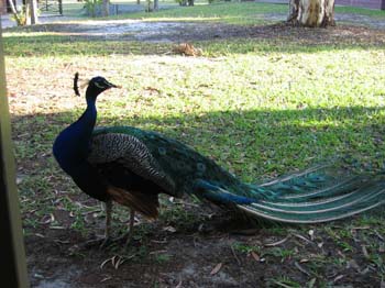 Aus0010