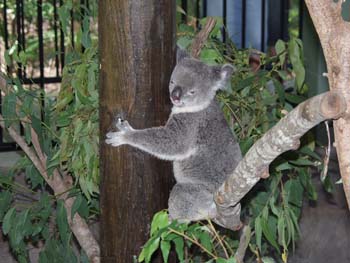 Aus0133
