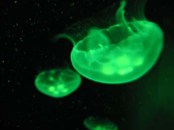 Aus0146