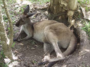Aus0157