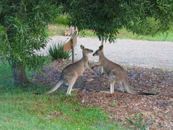 Aus0222