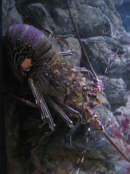 aus0091_r1