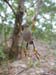 aus0036_r1