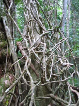aus0040_r1