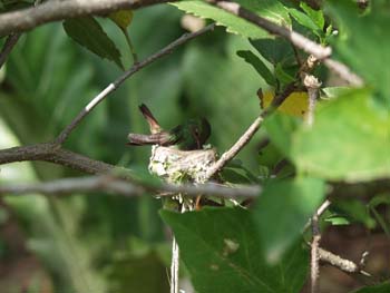 Belize0054