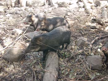 Belize0246