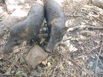 Belize0249