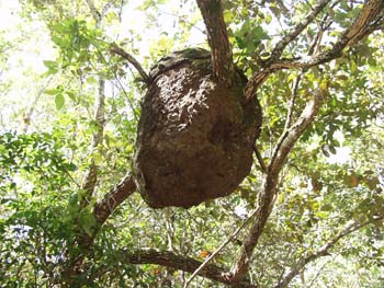 Belize0250