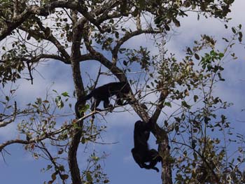 Belize0252