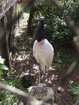Belize0259