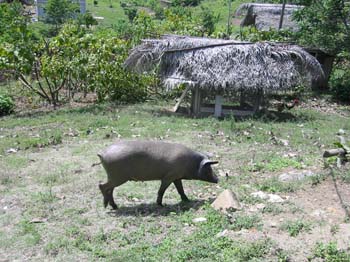 Belize0333