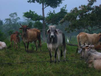 Belize0373
