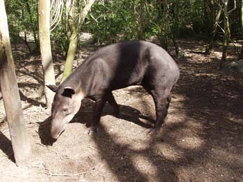 BelizeTapir