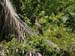 Belize0038