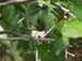 Belize0054