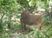Belize0253