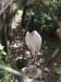 Belize0259
