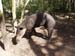 BelizeTapir