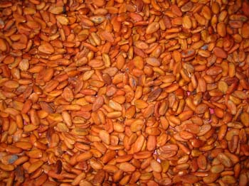 Belizecocoa