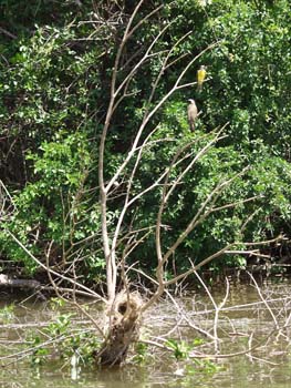 Belize0047