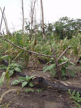 Belize0165