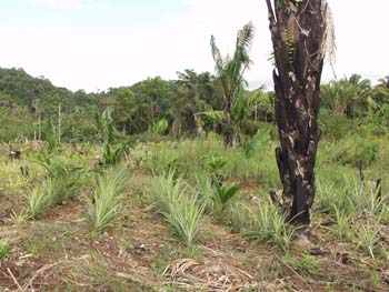 BelizeMilpa