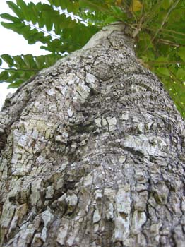 belize0330_r1