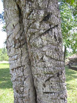 belizeRubberTree