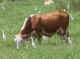 cow.jpg (331375 bytes)