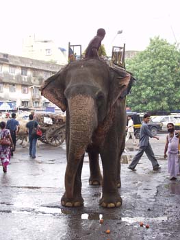 India0021